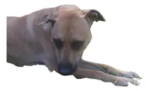 Comprar Coraje. Macho 2 Años 1\u002F2. En Adopción. Leer Descripción Macho Marrón Claro