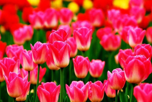 Semillas De Tulipán Raro En Maceta
