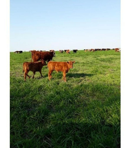 Imagen 9 de 14 de Campo En Venta En Nogoyá Entre Rios