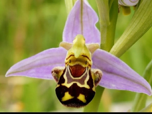 Semillas Orquidea Abeja Mega Oferta