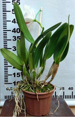 Orquidea Cattleya Lc Orglade's Grand -flor Grande * Adulta * | Parcelamento  sem juros