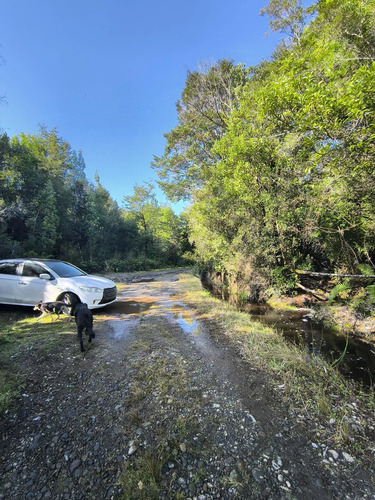 1 Hectárea En Chiloé - Bosque Renoval Cerca De Castro