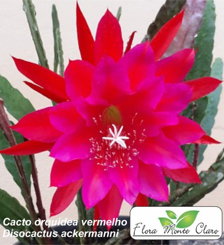 Cacto Orquídea Vermelho - Disocactus Ackermannii - 2 Mudas | Parcelamento  sem juros