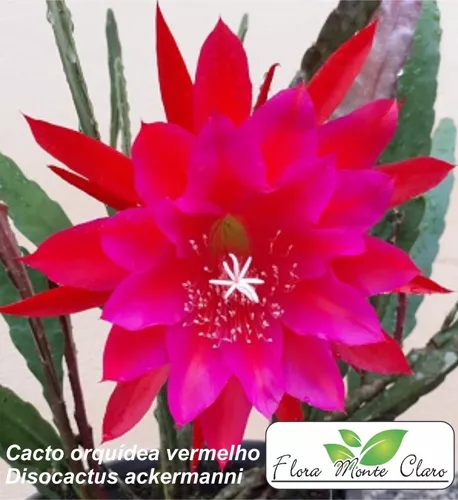 Cacto Orquídea Vermelho - Disocactus Ackermannii - 5 Mudas à venda em Lapa  Paraná por apenas R$ 202.00 - OCompra.com Brasil