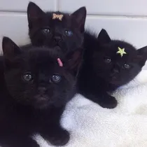 Comprar Gatitos Bombay Divinos!!no Bengal,persa,angora,himalaya,ruso Negro