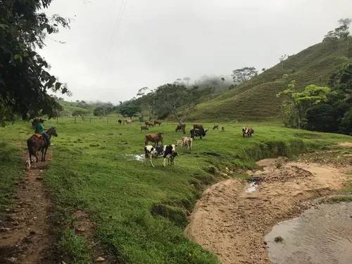 Se Vende Finca Ganadera En Doradal