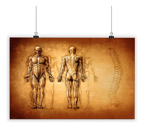 Cuadro De Pvc Con Poster Laminado Cuerpos Anatomia 60x90cm