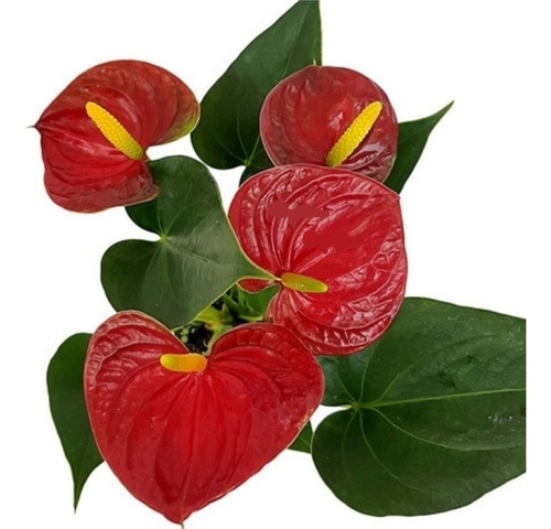 Mini Antúrio Vermelho Planta Natural Adulta Com Vaso 9 Rara