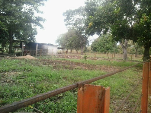 Imagen 6 de 22 de Finca Sector Caroní Estado Barinas En Venta