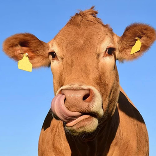 Etiquetas De Orejas En Blanco Para Ganado, Vacas, Ovejas,...