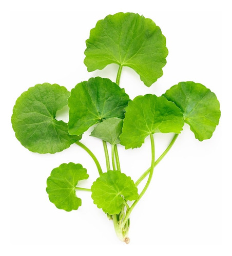 Centella Asiática En Polvo (250gr) - Natural 100% Puro