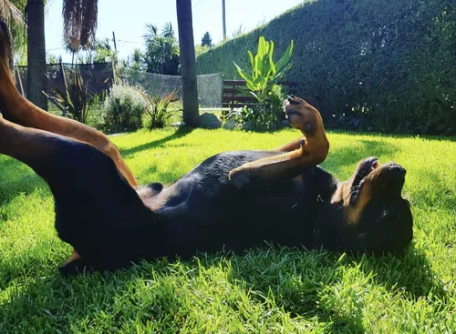 Guardería Canina, Sin Cañiles Ni Jaulas. Del Viso