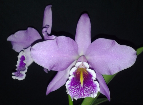 Cattleya Maxima Shugo - Corte Adulto