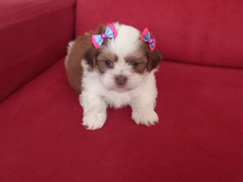  Shihtzu  Mini   Muito Lindo