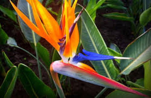 Strelitzia Reginai - Arbusto 40cm - 1 Planta En Maceta