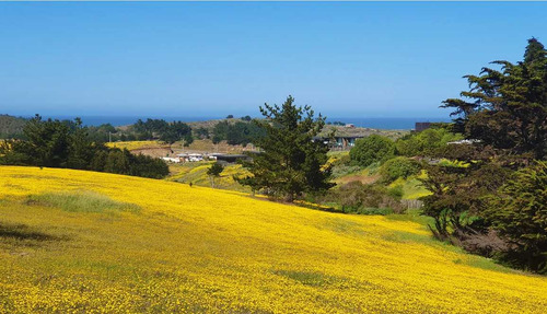 Pichilemu /punta De Lobos (74859)