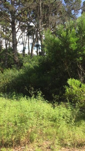 Imagen 1 de 3 de Lote | Punta Del Indio