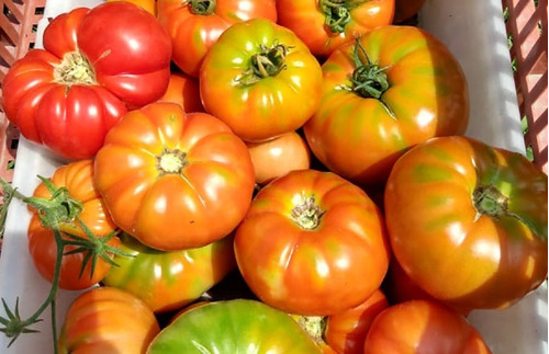 Semillas De Tomate Platense Organicas Ideal Huerta