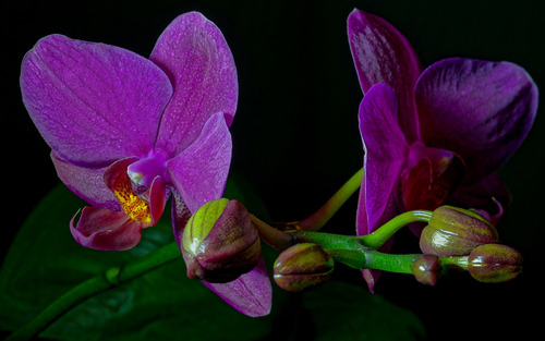 Cuadro 20x30cm Orquideas Flores Violetas Planta Hermosa M3