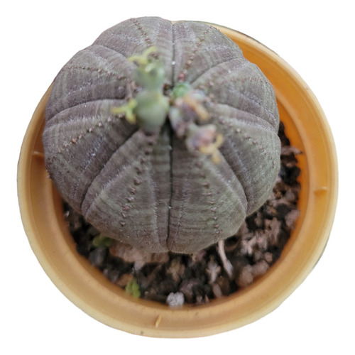 Suculenta De Colección.  Euphorbia Obesa Combo 2 Unidades 