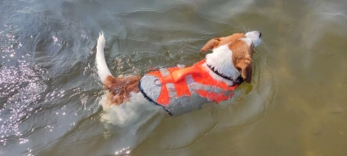 Chaleco Salvavidas Para Perro Raza Mediana