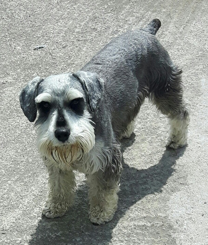 Busco Novia Schnauzer