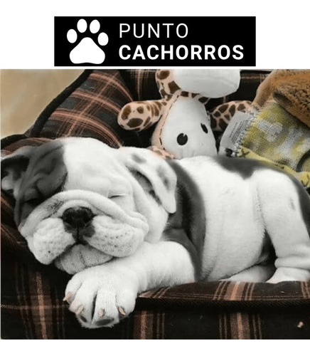 Bulldog Ingles 12 Bayo
