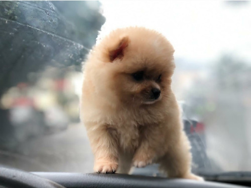 Imagen 5 de 8 de Pomerania Importados Exclusivos Calidad