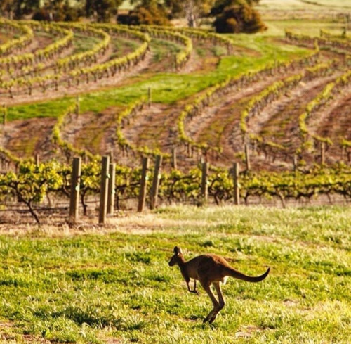 Vino Australiano Wakefield Jaraman Shiraz Plaza Serrano