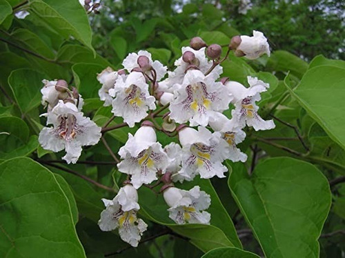 Catalpa Árbol Ornamental