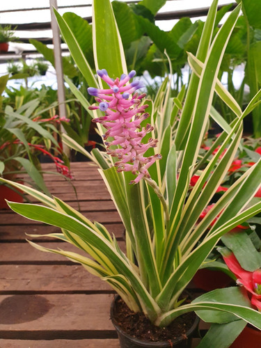 Aechmea Gamosepala, Bromelia Palito De Fósforo.