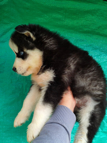Imagen 4 de 10 de Husky Siberianos
