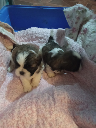 Shih Tzu Machitos Entrega Fines De Julio