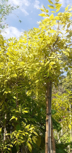 Imagen 6 de 6 de Arbol Fresno Dorado 15lts