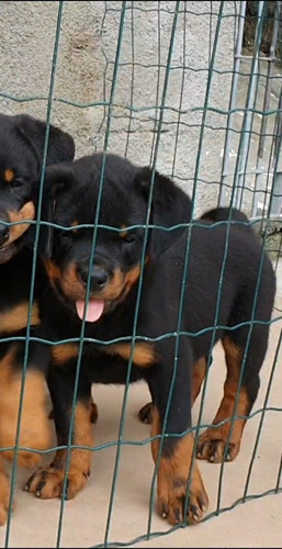 Filhotes De Rottweiler Hillux/corola/sw4