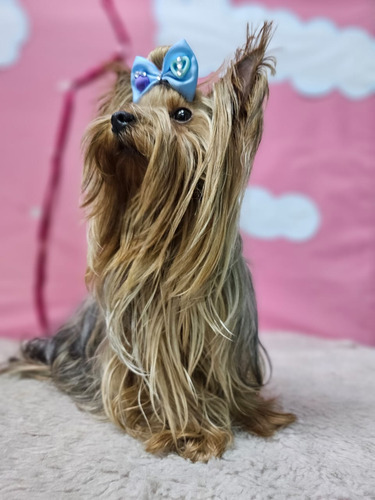 Yorkshire Terrier Macho Para Monta