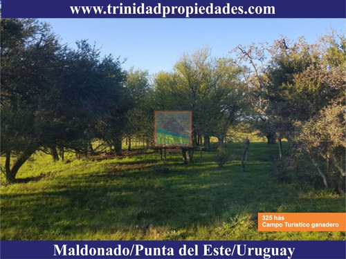 Imagen 5 de 14 de 325 Hás Campo Ganadero Criador