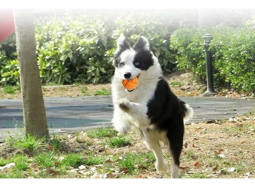 Brinquedo Bola Porta Petisco Ração Cães Com Guizo Pet Macio Cor Verde