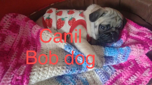 Lindos Filhotes De Pug Macho