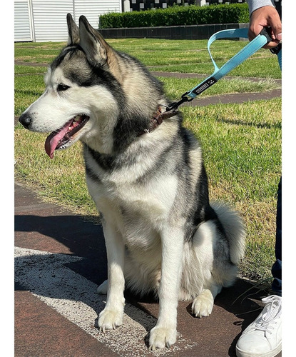 Matchi Correa Para Perro Con Dos Asas De Control Acolchadas