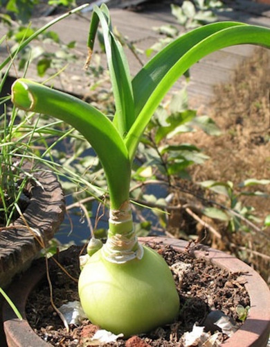 Imagen 5 de 7 de Cebolla De La Suerte, 1 Amor En Botella, Albuca Bracteata