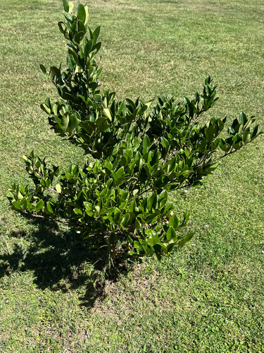Planta Cerco Vivo Oleo Texano Olea Texana Arbusto Oferta