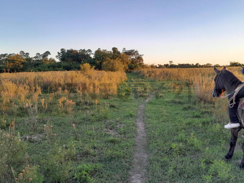 Venta - Campo Citrícola/hortícola - Ganadero - Bella Vista - Corrientes