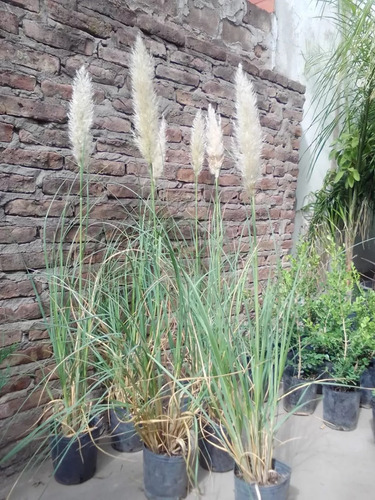 Cortaderia Selloana, Plumerillo, Plumero E15