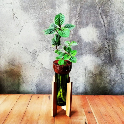 Imagen 9 de 10 de Dolar Negro Little Plant 24 Con Soporte, Maceta Autorregante