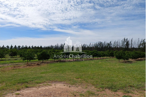 Imagen 5 de 15 de Campo En Venta De 20 Has. En Ruta Nacional 14
