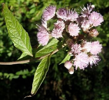 Hierba De San Simón Vernonia Scorpioides Planta Nativa