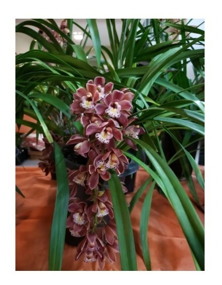 Mudas De Orquídea Cymbidium Pendente E Cymbidium Amarela | MercadoLivre