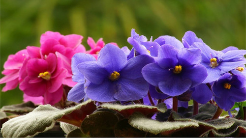 Fertilizante Violetas Forth - 60ml - Floração E Coloração