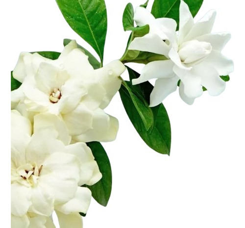 Jazmin Inglés - Gardenia Augusta